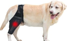 Best 5 Online Shops That Sell Dog Braces for Torn Acls