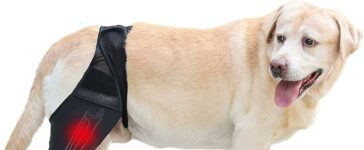 Best 5 Online Shops That Sell Dog Braces for Torn Acls